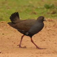 Black-tailed Nativehen